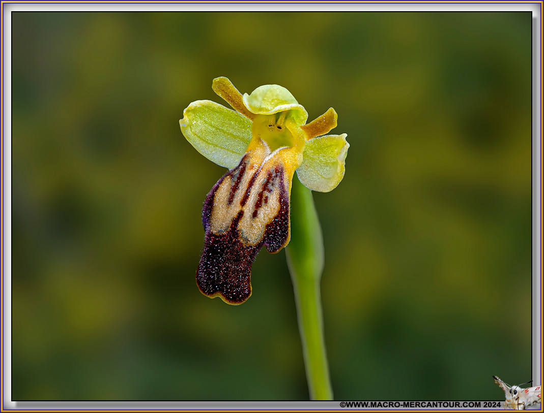 Ophrys des Lupercales
